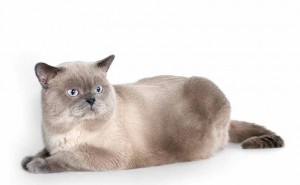 Голубой-пойнт окрасы британских кошек: фото, стандарт породы. Голубой-пойнт британские кошки, коты, котята: фото. Британцы голубой-пойнт: стандарт окраса (британцы голубой пойнт, голубой поинт: британские котята, коты, кошки)  